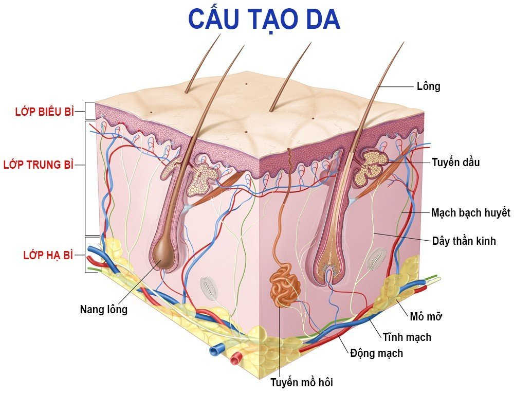 Cấu tạo sợi lông